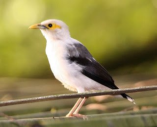 Jalak Putih (Black-winged Starling Sturnus melanopterus) 4